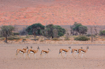 Springbok (Antidorcas marsupialis), Namib Naukluft National Park, Namibia, Africa