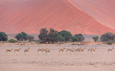 Springbok (Antidorcas marsupialis), Namib Naukluft National Park, Namibia, Africa