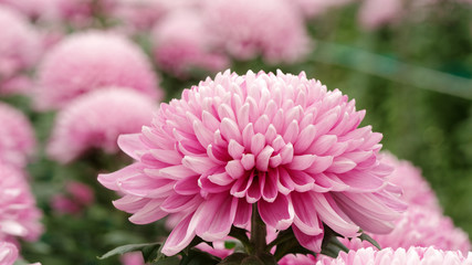 Obraz premium Autumn flowers series, beautiful big pink chrysanthemum with blur nature background, macro image.