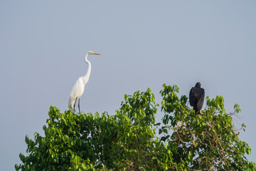Great White Egret in forest environment, Pantanal,Brazil