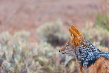 Black-backed jackal (Canis mesomelas)Namib Naukluft National Park, Namibia, Africa