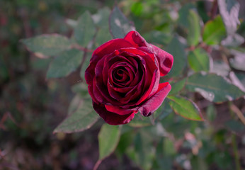 rose with red velvet flower and green leaves after freezing