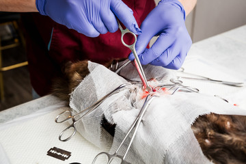 Sterilization of a cat. Abdominal surgery on the uterus close-up. Veterinary cat surgery,...