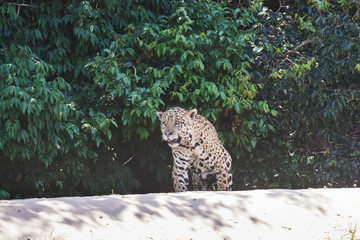 Jagual walking on the banks of the Cuiaba River,Pantanal,Brazil