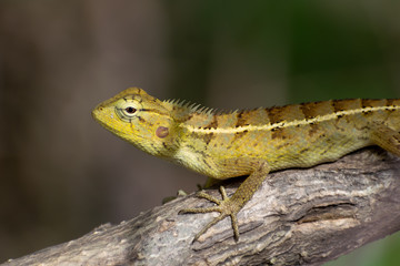 indian garden lizard