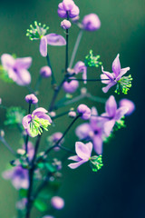 Summer flowering macro of Thalictrum delavayi. Small lilac flower blooms in nature close-up on a blurry backdrop. © PhoenixNeon