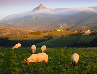Fototapeta premium Sheep in lazkaomendi with the Sierra de Aralar and Mount Txindoki in the background, Euskadi