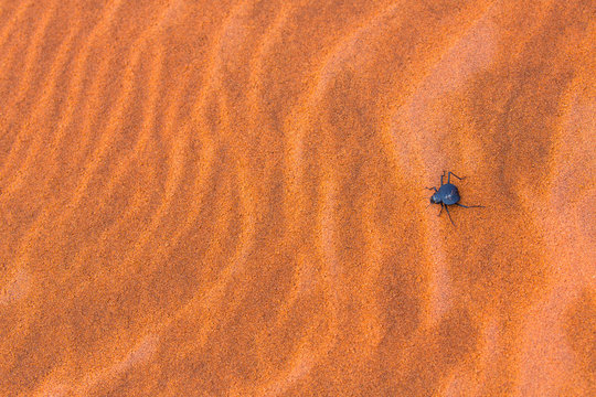 Long-legged darkling beetle (Stenocara dentata), Namib Naukluft National Park, Namibia, Africa