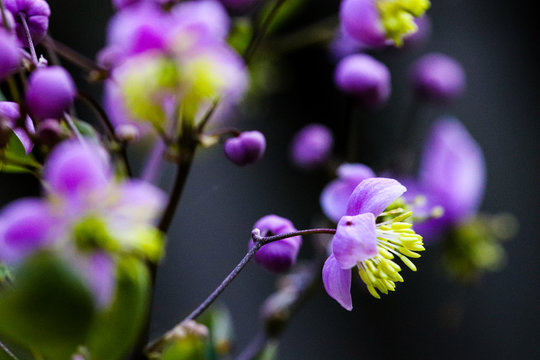 Summer flowering macro of Thalictrum delavayi. Small lilac flower blooms in nature close-up on a blurry backdrop.