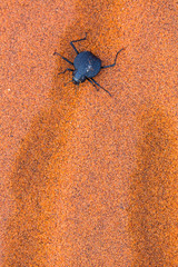 Long-legged darkling beetle (Stenocara dentata), Namib Naukluft National Park, Namibia, Africa