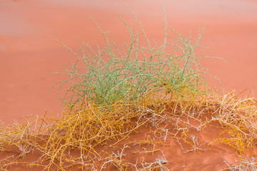 Sand Dunes, Namib Naukluft National Park, Namibia, Africa