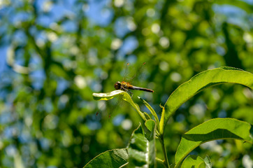 Dragonfly on a branch