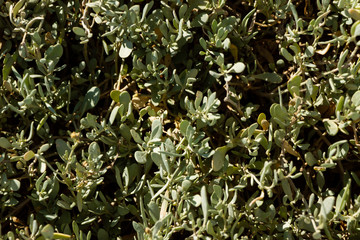 Plantes de salins