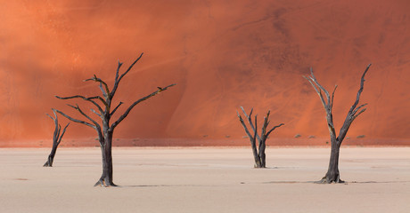 Deadvlei, Sossusvlei Salt Pan, Namib Naukluft National Park, Namibia, Africa