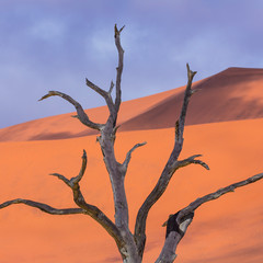 Deadvlei, Sossusvlei Salt Pan, Namib Naukluft National Park, Namibia, Africa