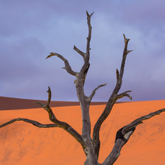 Deadvlei, Sossusvlei Salt Pan, Namib Naukluft National Park, Namibia, Africa