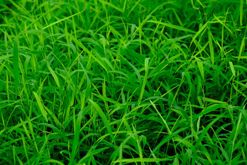 GRASS