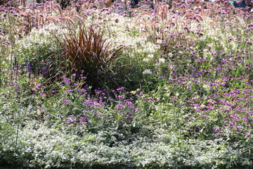 Bunte Blumen in einem Beet im Garten 