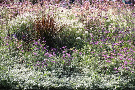 Bunte Blumen in einem Beet im Garten 