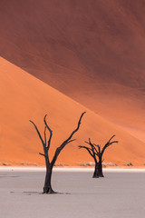 Deadvlei, Sossusvlei Salt Pan, Namib Naukluft National Park, Namibia, Africa
