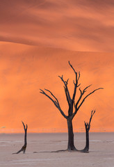 Deadvlei, Sossusvlei Salt Pan, Namib Naukluft National Park, Namibia, Africa