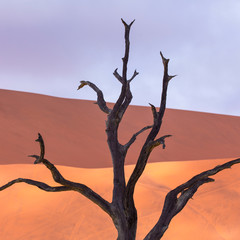Deadvlei, Sossusvlei Salt Pan, Namib Naukluft National Park, Namibia, Africa