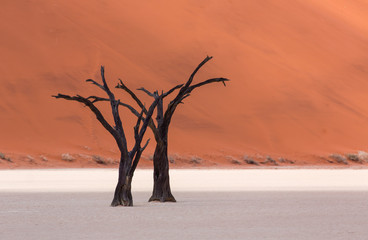Deadvlei, Sossusvlei Salt Pan, Namib Naukluft National Park, Namibia, Africa