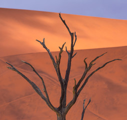 Deadvlei, Sossusvlei Salt Pan, Namib Naukluft National Park, Namibia, Africa