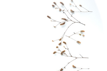 Fototapeta premium Isolated autumn plants with place for your text on white background. fall flat lay, top view creative objects. Elements for Thanksgiving day design