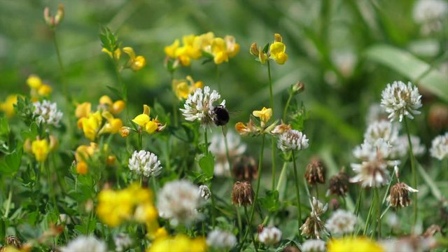 butiner fleurs