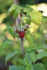 Himbeeren (Rubus idaeus)