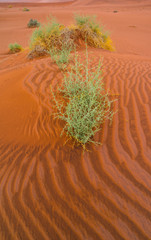 Sand Dunes, Namib Naukluft National Park, Namibia, Africa
