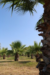 Palmenhain in der Türkei in Side