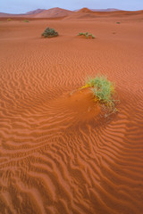 Sand Dunes, Namib Naukluft National Park, Namibia, Africa