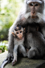 Family Monkey