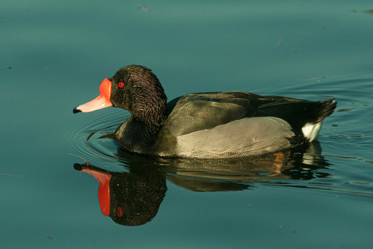 Rosy-billed Pochard (Netta peposaca) swimming in a pond, reflected on the water.