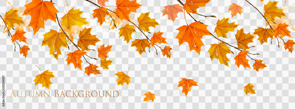 Poster Nature autumn frame with colorful leaves and raindrops on transparent background. Vector