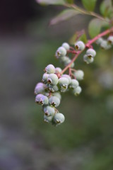 Unreife Heidelbeeren (Vaccinium myrtillus)