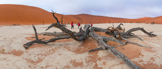 Deadvlei, Sossusvlei Salt Pan, Namib Naukluft National Park, Namibia, Africa