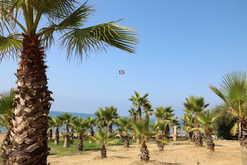 Palmenhain am Mittelmeer in der Türkei 