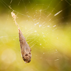Cocoon of a cross spider in his web