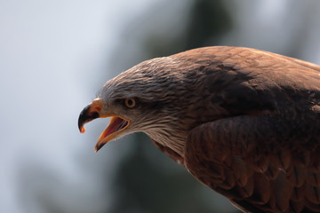 Portrait of buzzard