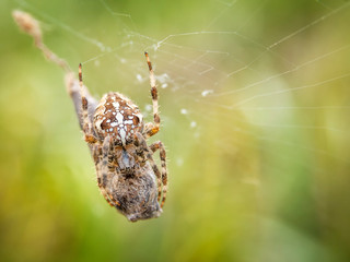 Cross spider in er web in the forrest with cocoon