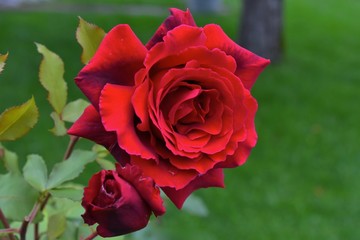 red rose in the garden
