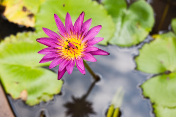 A group of bees swarm at beautiful purple lotus. A group of bees swarm at yellow pollen on purple lotus, Bangkok, Thailand.