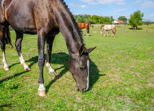 Grazing on the racehorses.
