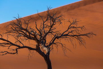 Sand Dunes, Namib Naukluft National Park, Namibia, Africa