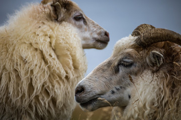 Iceland_sheep