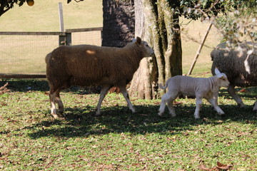 sheep - ovelha