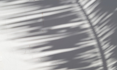 Obraz premium The shade of a palm tree background 